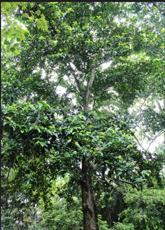 Treculia africana (African Breadfruit)